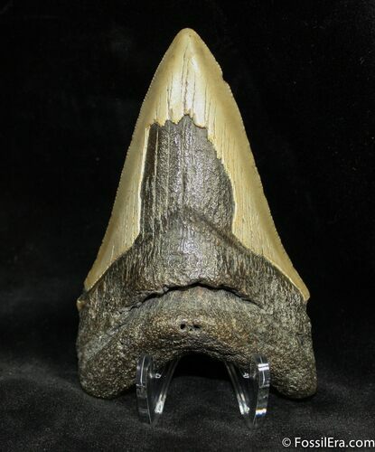 Dagger - Megalodon Tooth From SC #934